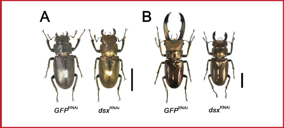 Figure 2．Resulted phenotypes of dsx gene knockdown   (A) In females, control individuals (left) had no detectable defects compare to normal wild type individuals, however, dsx knockdown individuals (right) showed intersex phenotype such as golden body color and enlarged mandibles. Scale bar: 10mm (B) In males, control individuals (left) had no detectable defects compare to normal wild type individuals, however, dsx knockdown individuals (right) showed intersex phenotypes characterized in shorter mandibles. Scale bar: 10mm